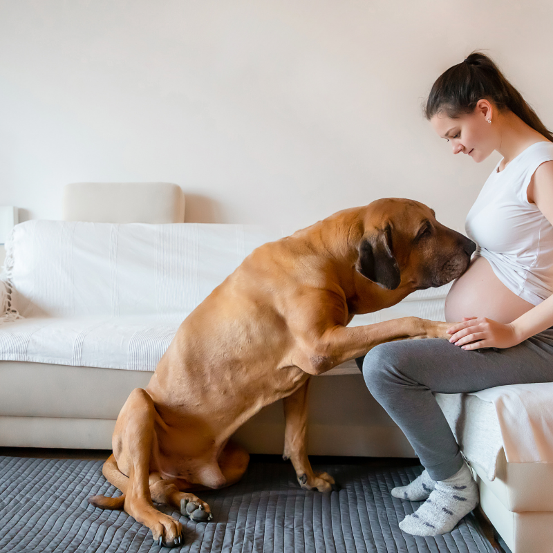 can dogs sense pregnancy?